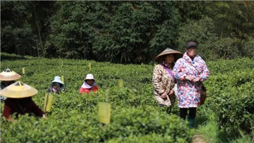 懷景懷鄉(xiāng)懷味 | 會同寶田茶飄香 春日采茶忙